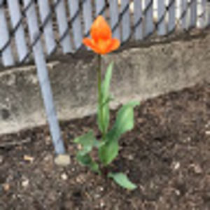 Meet your Posher, Preston